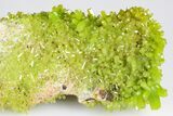 Apple-Green Pyromorphite Crystal Cluster - China #179828-1